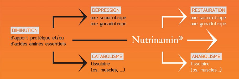 Nutrinamin: diminution apport protéique, anabolisme tissulaire, restauration axes hormonaux